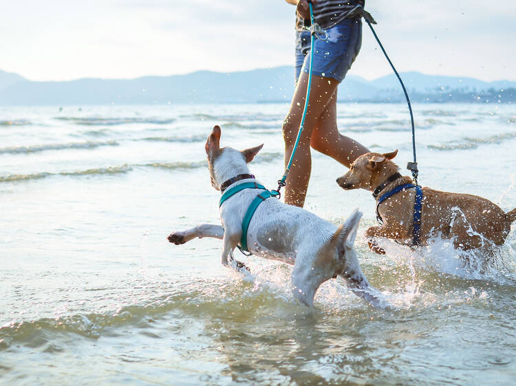 Dogs,Enjoy,Playing,On,Beach,With,Owner