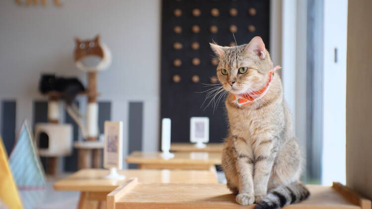 Portrait,Of,Cute,Scottish,Cat,Standing,Straight,On,The,Table