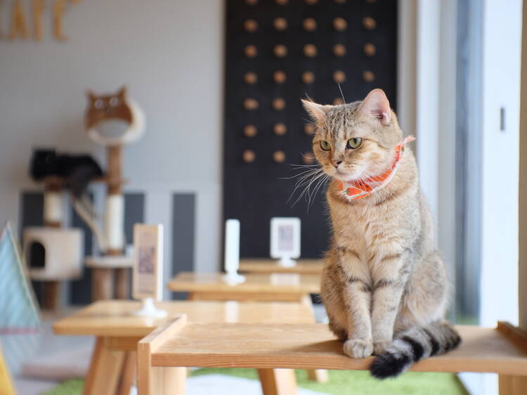 The cutest cat cafes in the US for cuddles and coffee