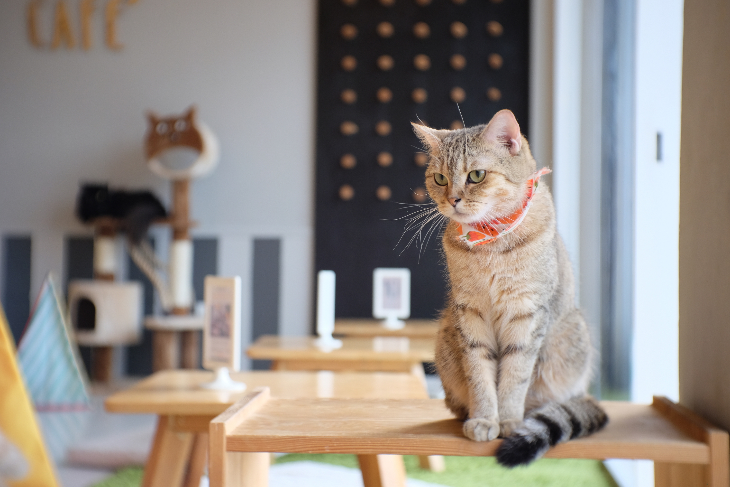 FELINE GOOD CAT CAFE: All You Need to Know BEFORE You Go (with Photos)