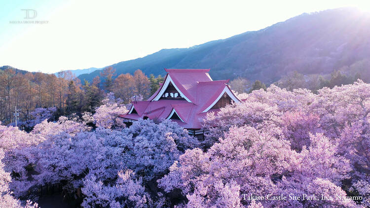 Sakura Drone Project