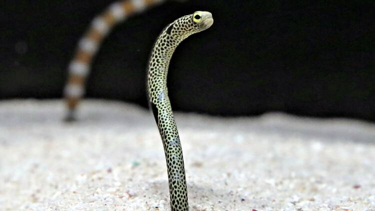 横浜開運水族館 フォーチュンアクアリウム