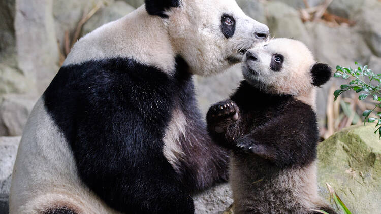 River Wonders giant panda