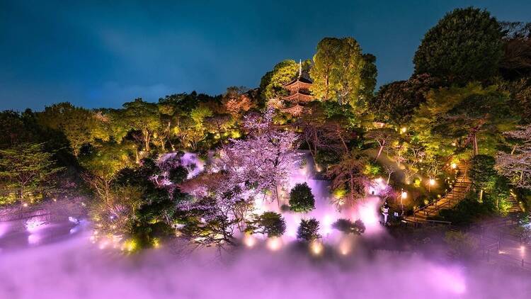 Night Sakura Sea of Clouds at Hotel Chinzanso Tokyo