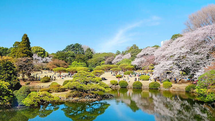 Roll down a grassy slope at Shinjuku Gyoen