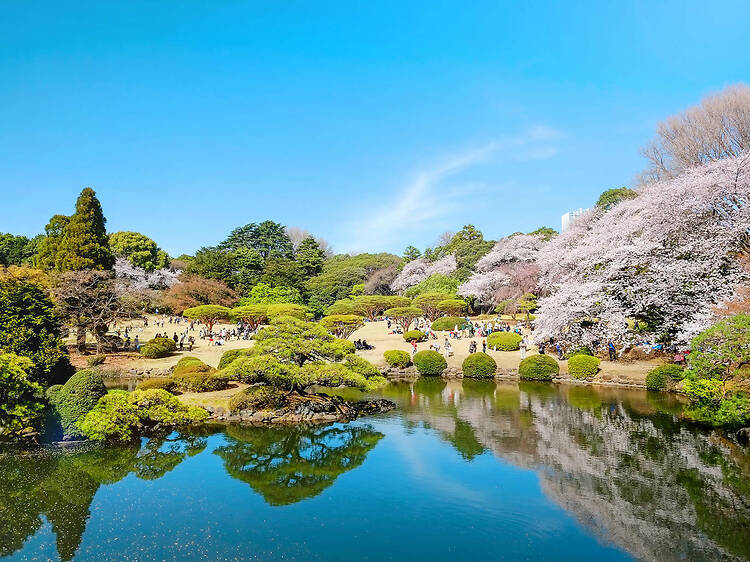 Roll down a grassy slope at Shinjuku Gyoen