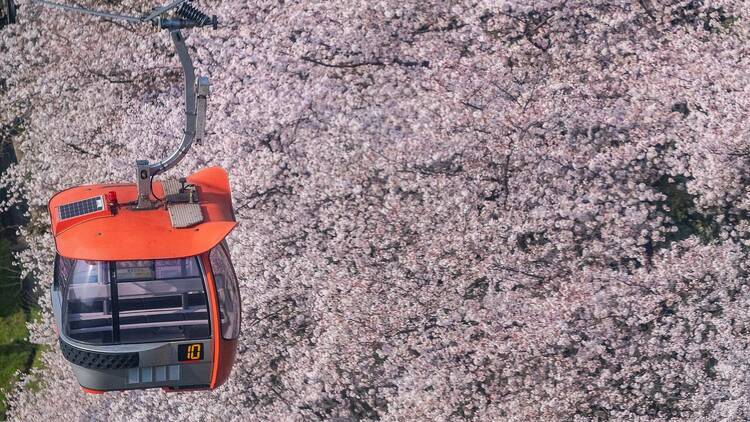 夜桜ジュエルミネーション