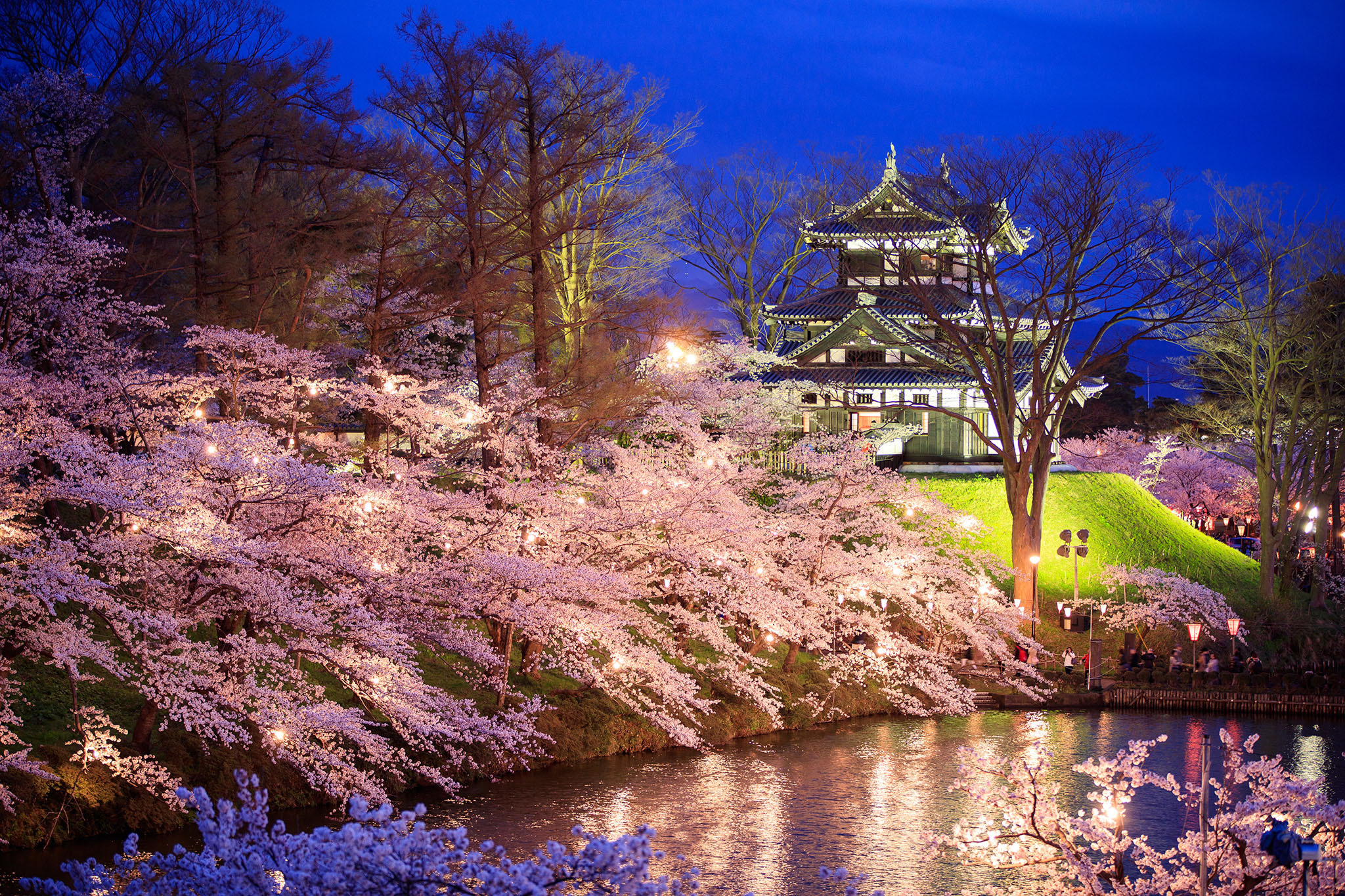 japanese water garden with cherry blossoms