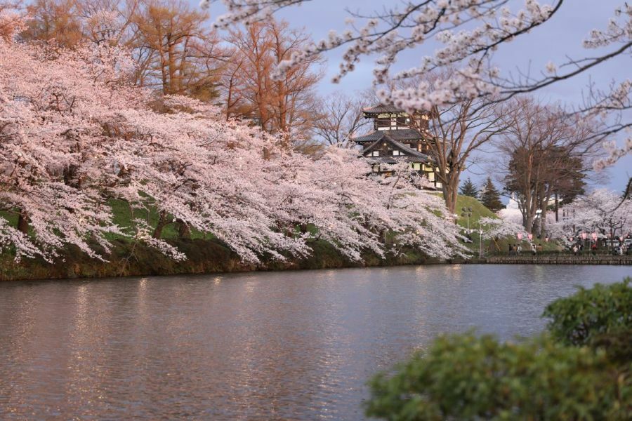 Takada Cherry Blossom Festival  Travel Japan - Japan National