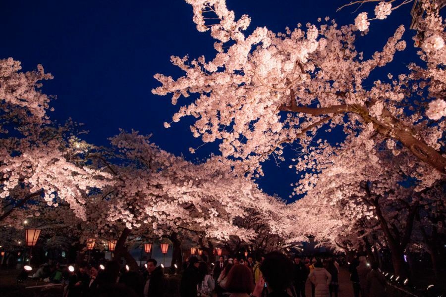 Blossom light. Япония Такада парк Сакура.