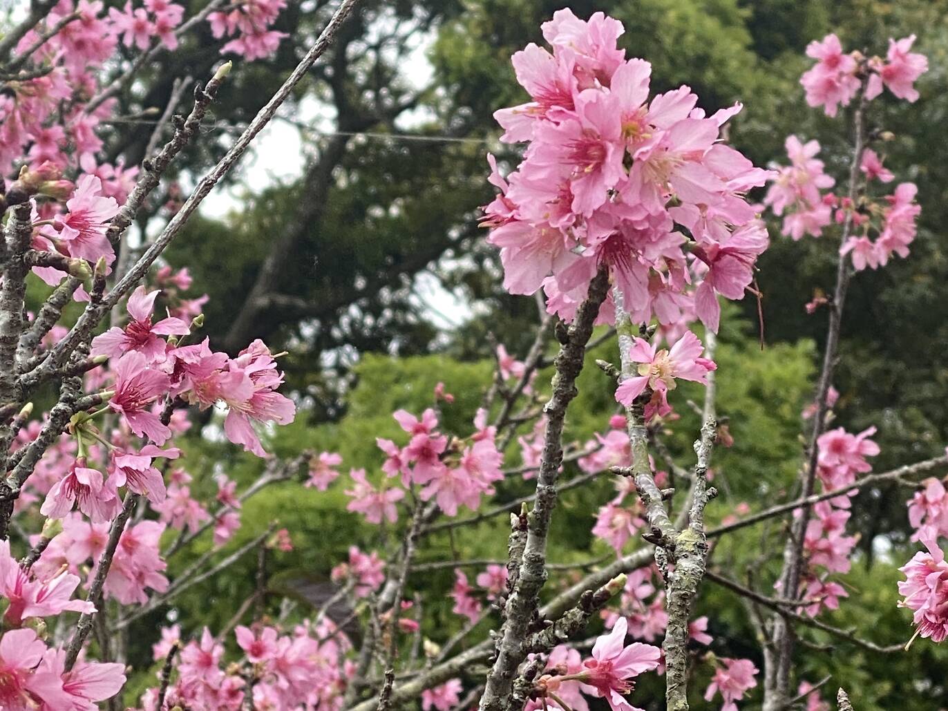 9 Best Places to See Cherry Blossom in Hong Kong 2024
