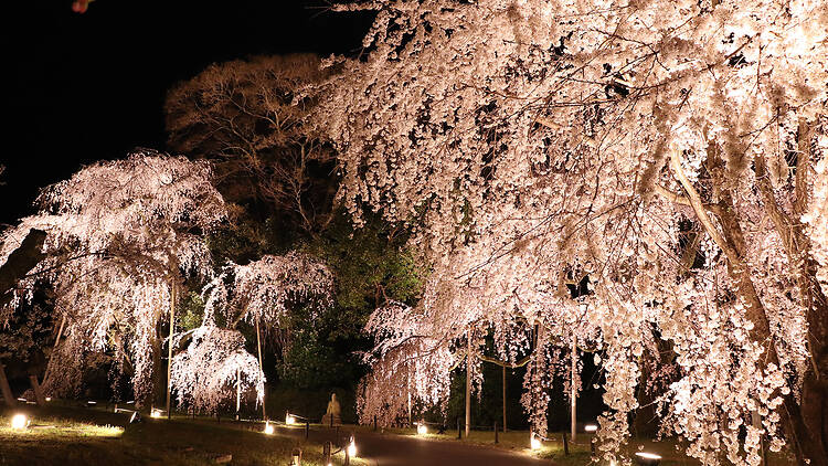 7 best cherry blossom events and illuminations in Kyoto for 2026