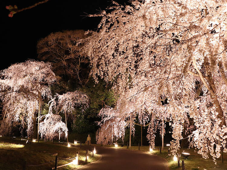 7 best cherry blossom events and illuminations in Kyoto for 2026