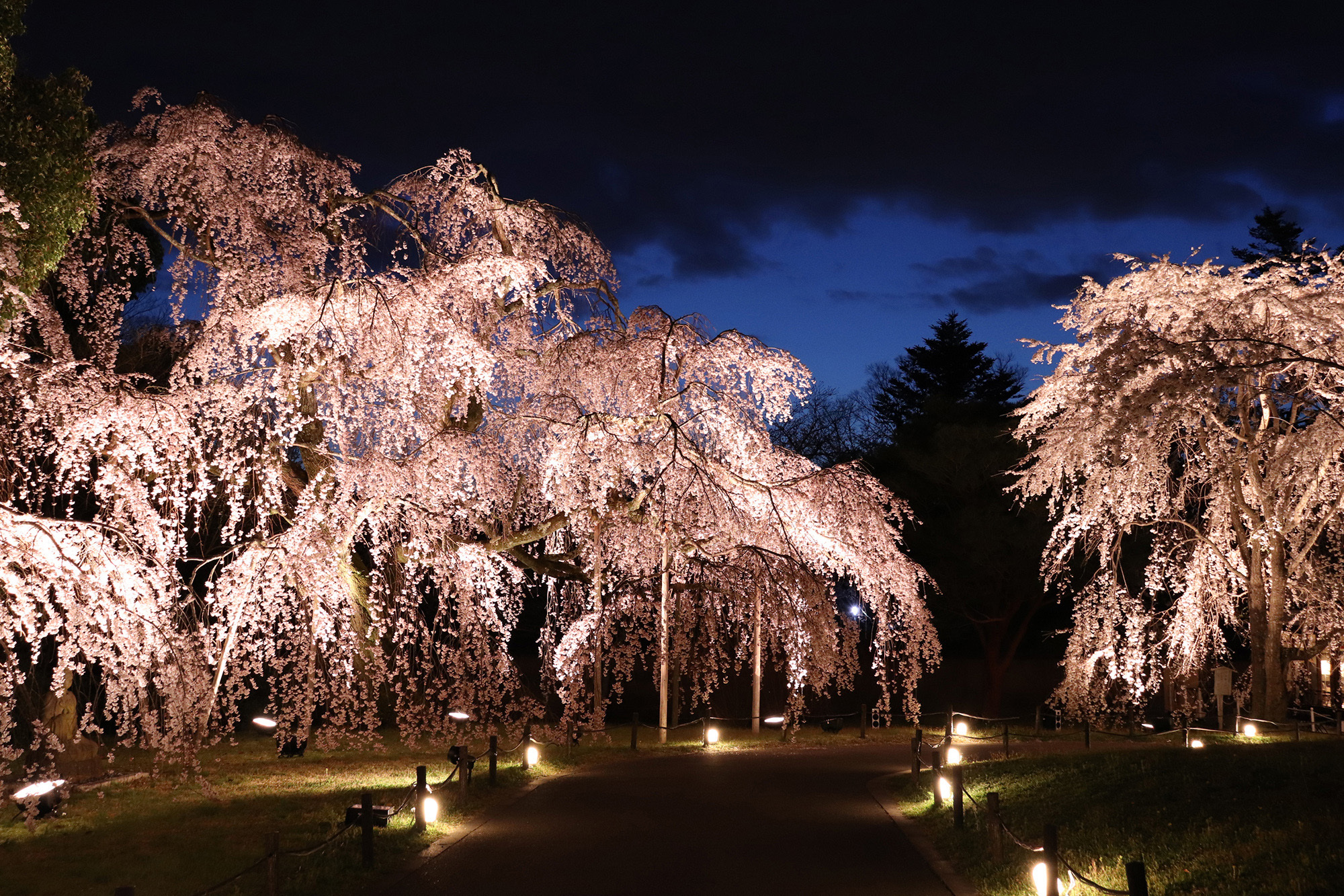 cherry blossom night light