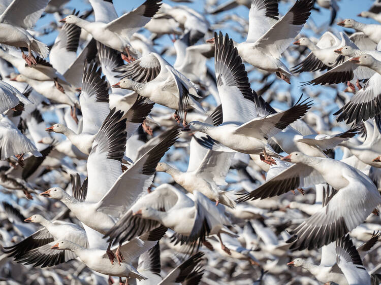 Snow goose migration