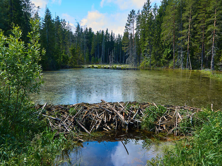 Beaver dam-building