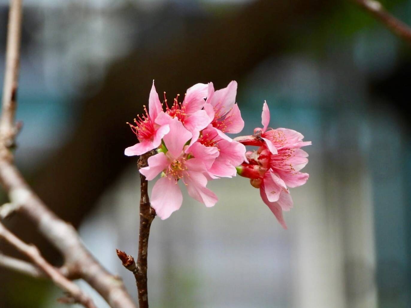 9 Best Places to See Cherry Blossom in Hong Kong 2024