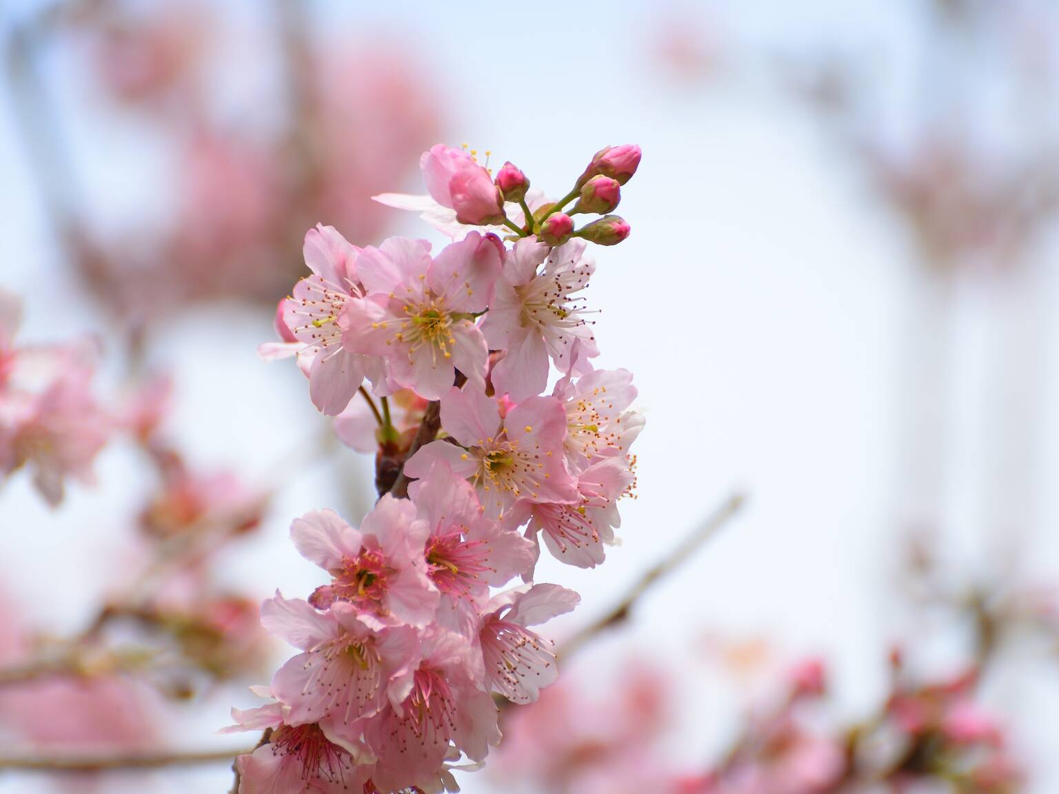 9 Best Places to See Cherry Blossom in Hong Kong 2024