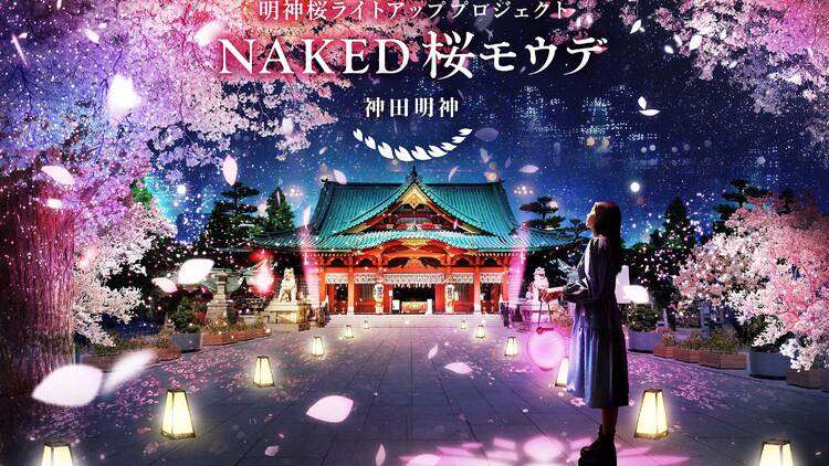 Naked Sakura Pilgrimage