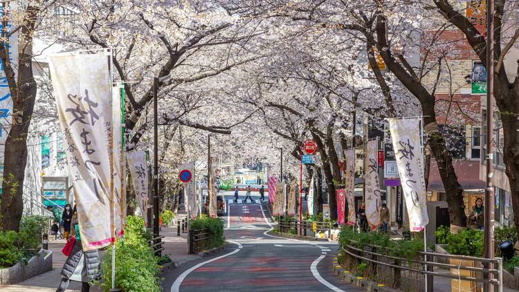 Shibuya Sakuragaoka Sakura Matsuri