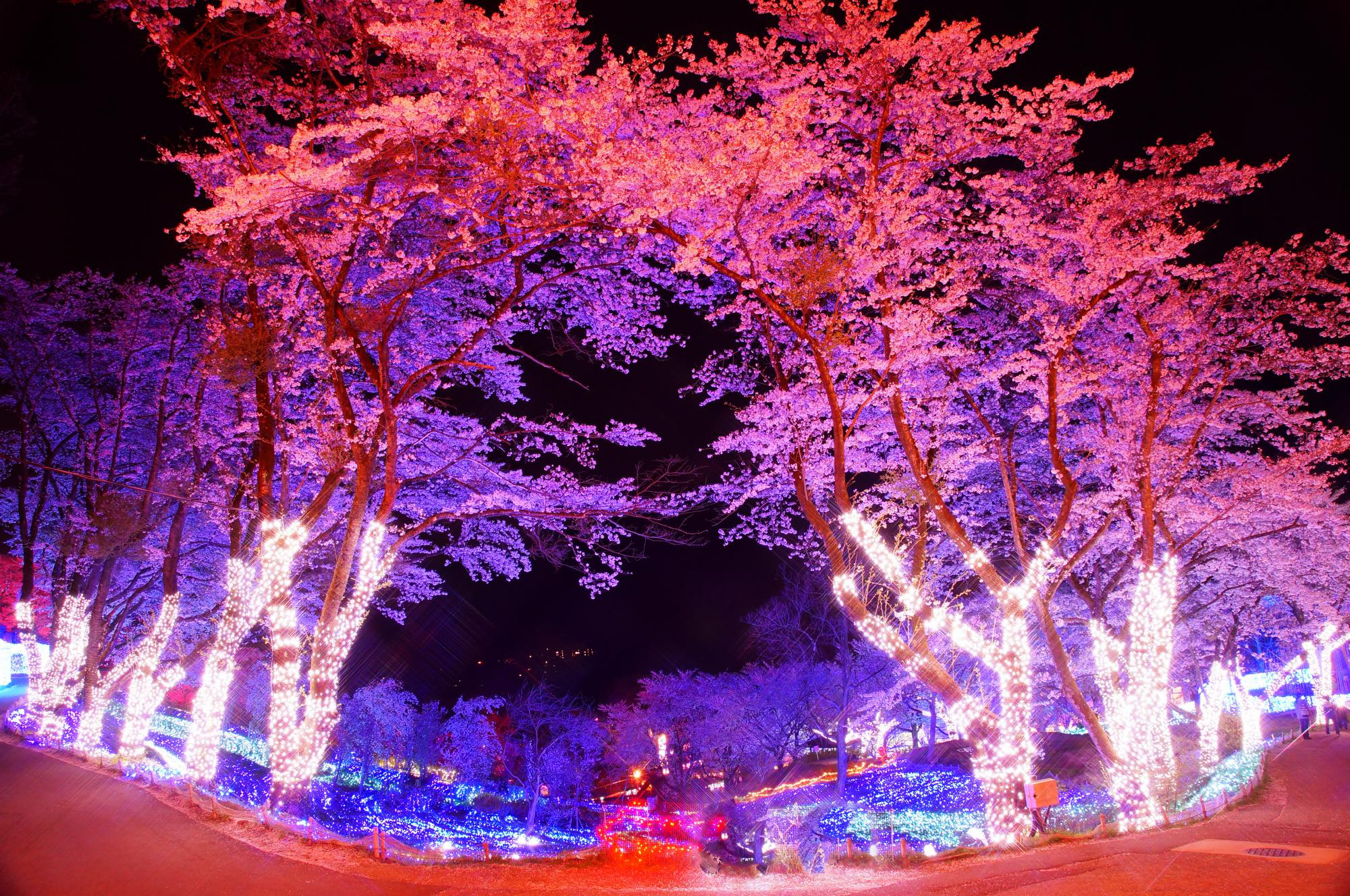 Night blossom. Сакура ночью. Lake Sagami pleasure Forest.