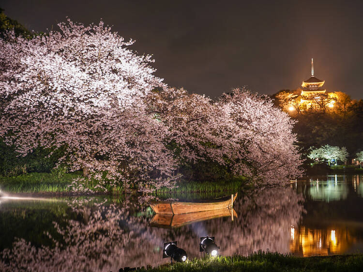 6 spectacular cherry blossom illuminations in Tokyo