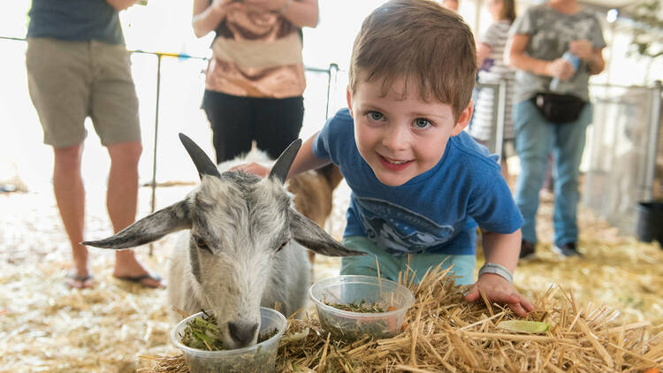 A little boy leans down to pat a baby goat sitting in some hay.