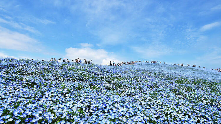 Photo: 国営ひたち海浜公園