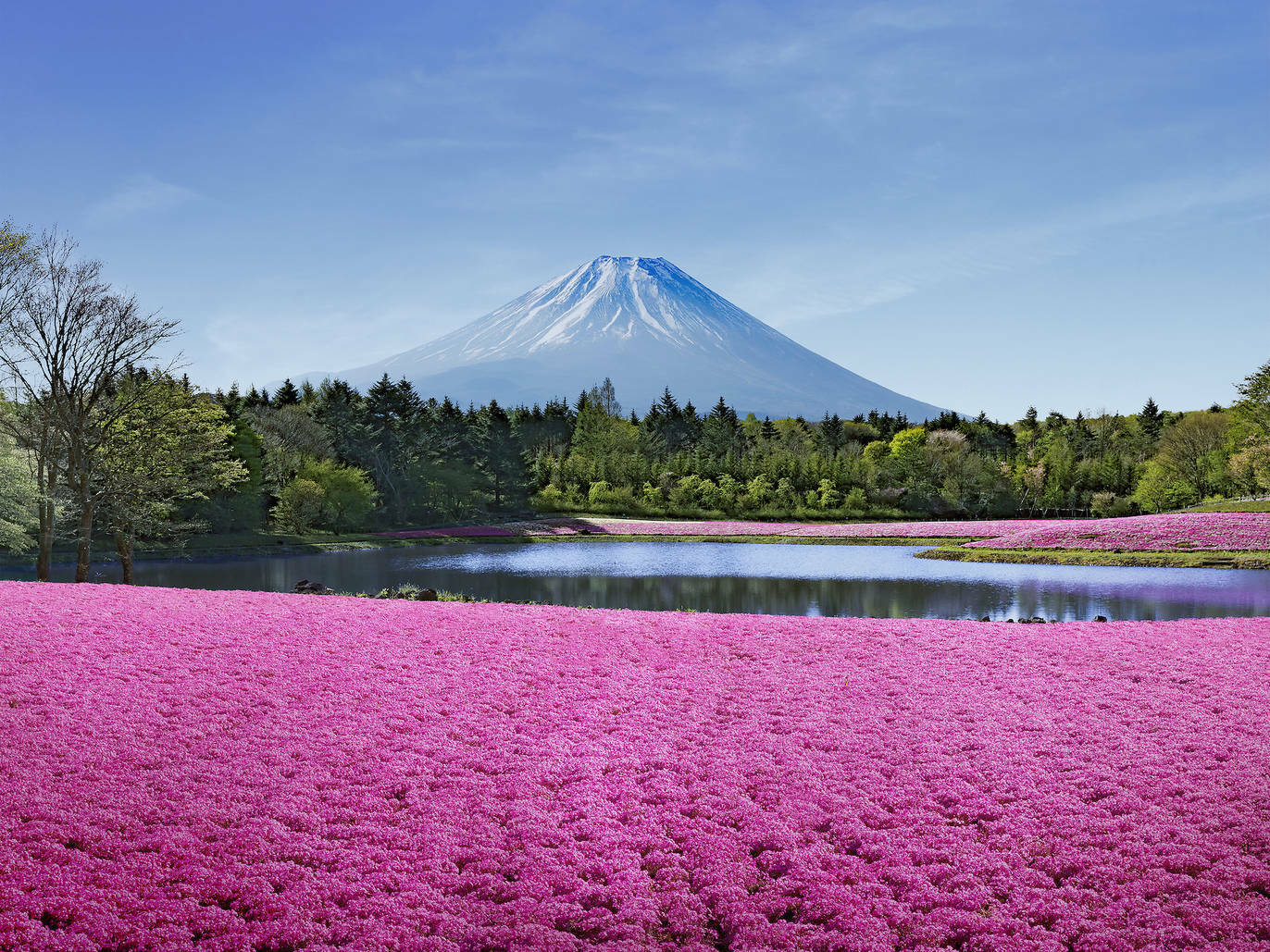 東京から日帰りで楽しめる 春の花絶景スポット22