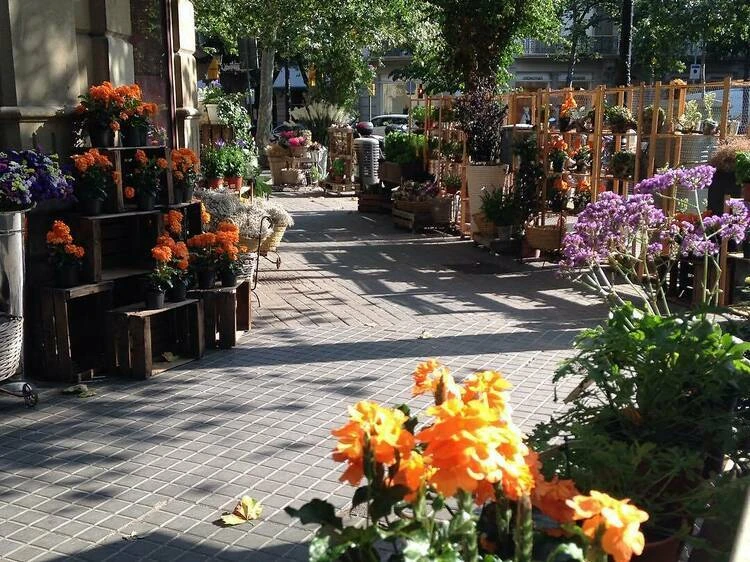 Maria Pons&agrave; Flors