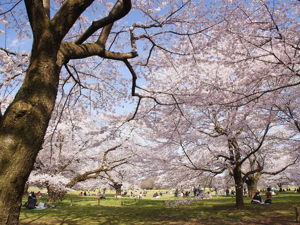 Sakura in Showa Kinen Park