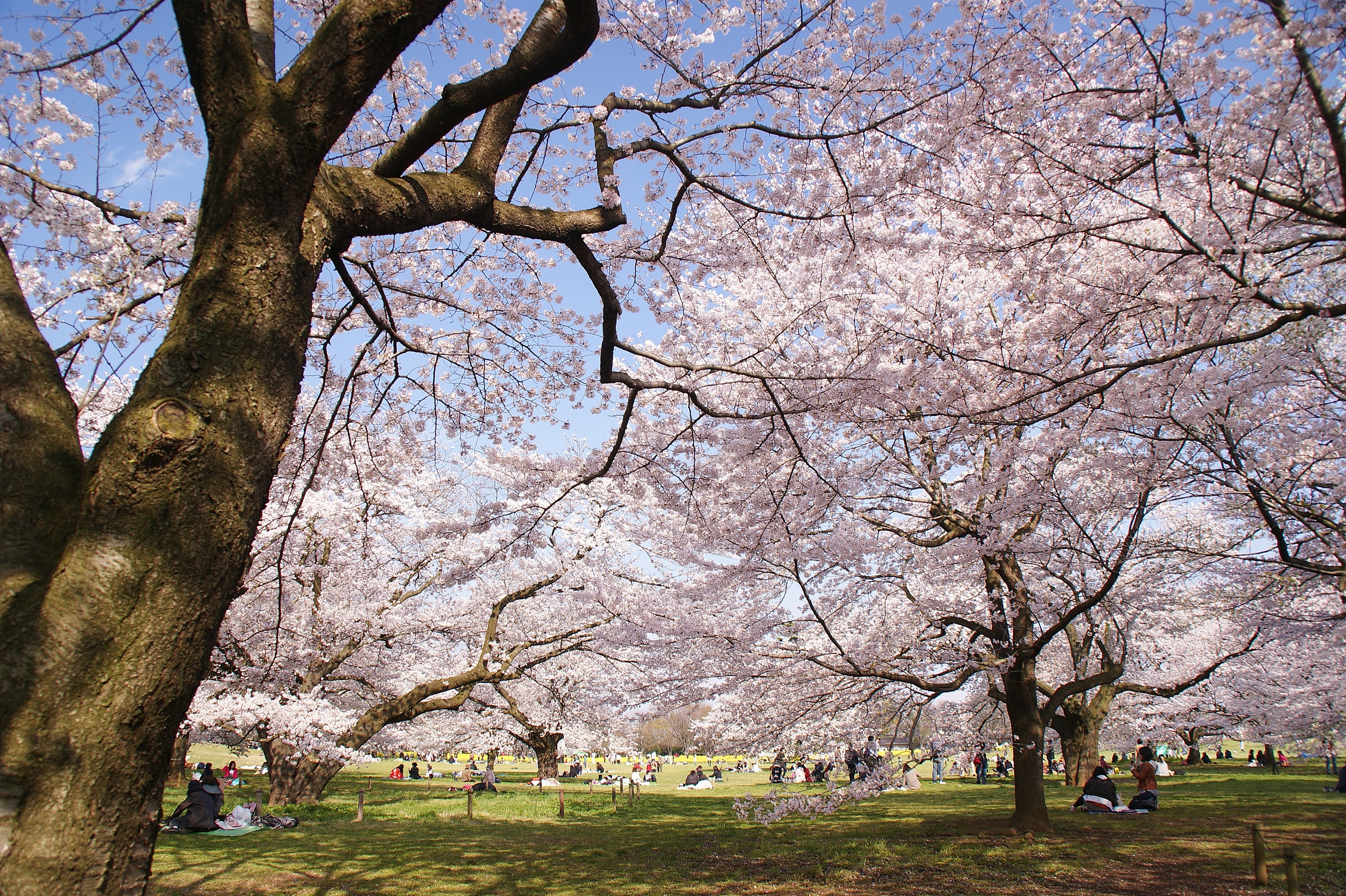 These Are The Least Crowded Places In Tokyo For Cherry Blossoms