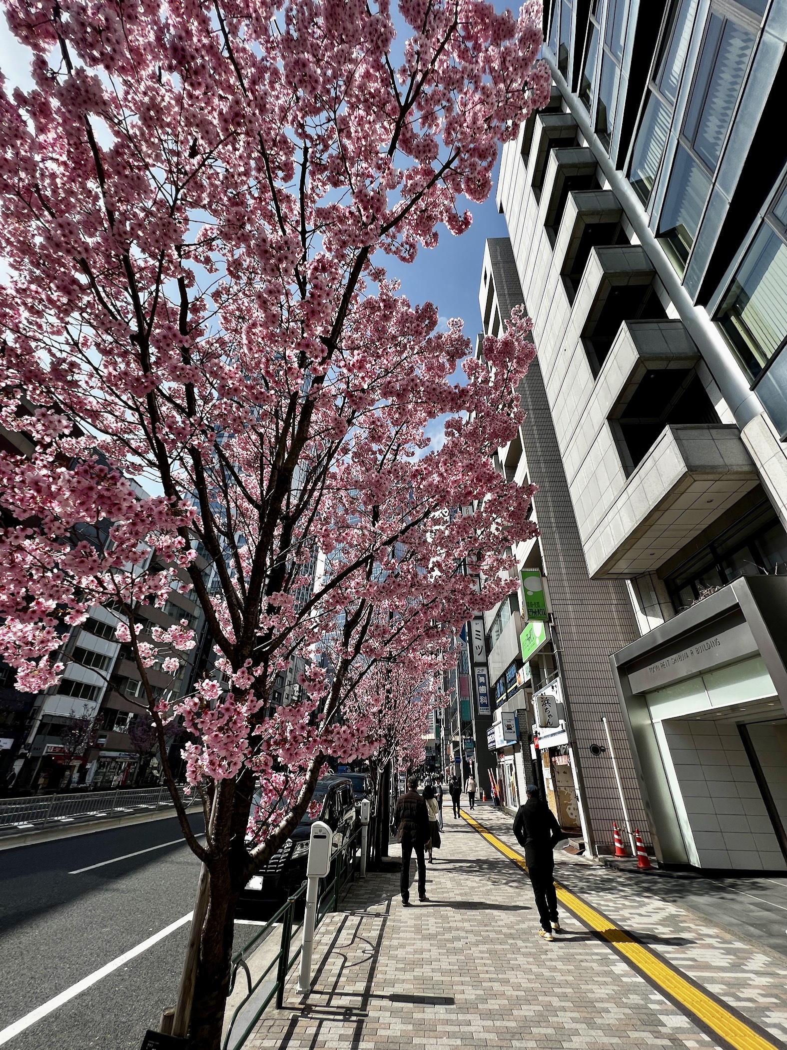 Sakura season underway in Japan