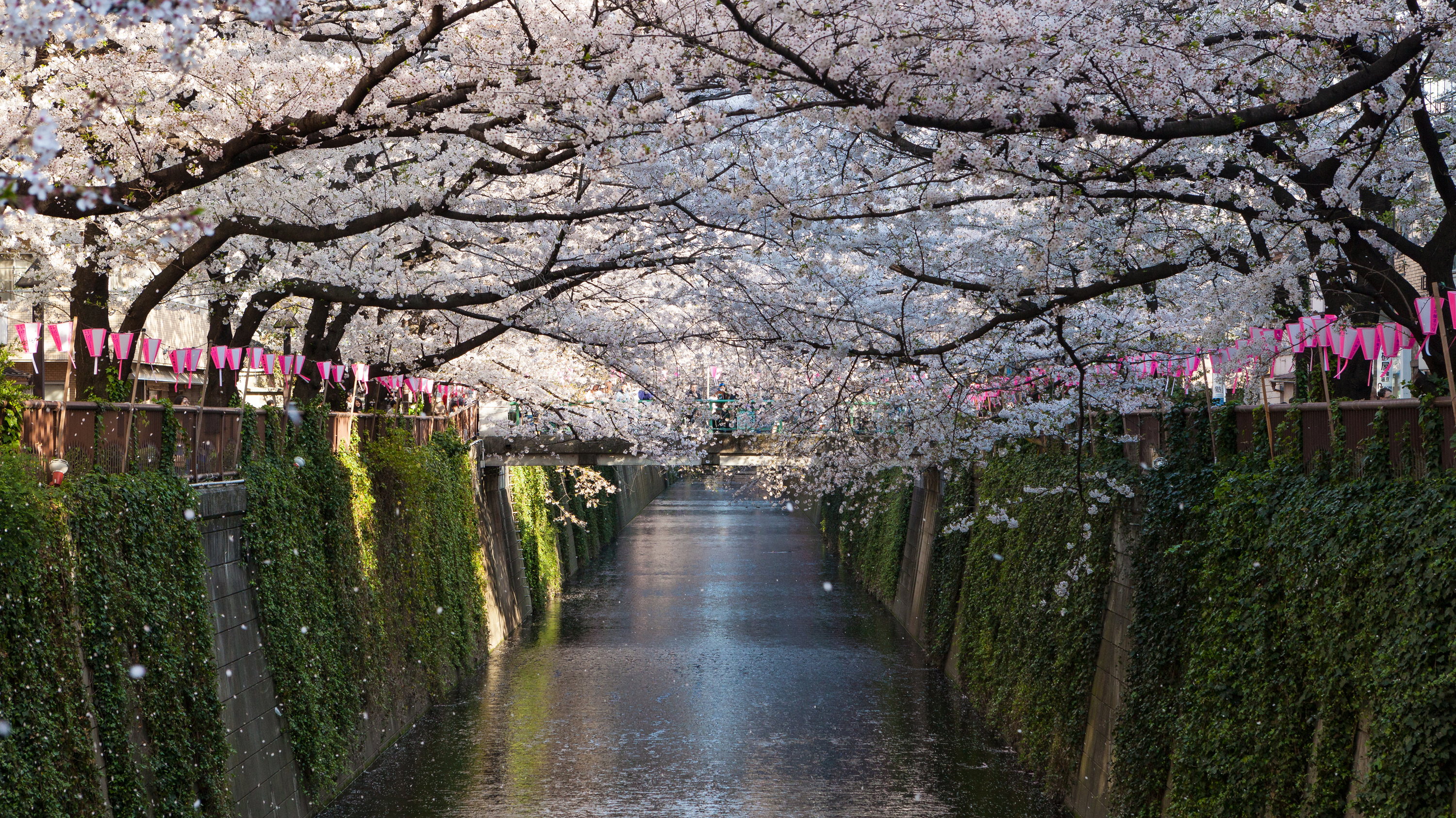 Japan's cherry blossom season is officially here!, Japan - Times