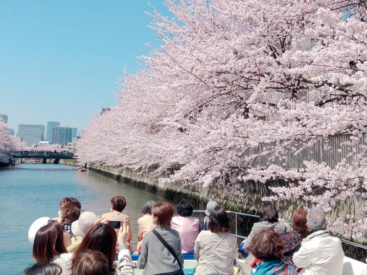 Meguro River Ohanami Cruise