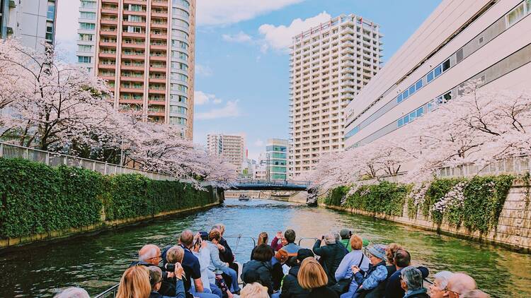 Meguro River Ohanami Cruise