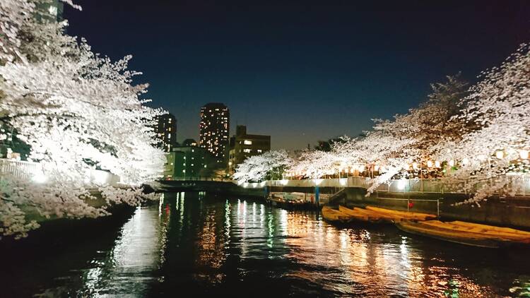 Meguro River Ohanami Cruise