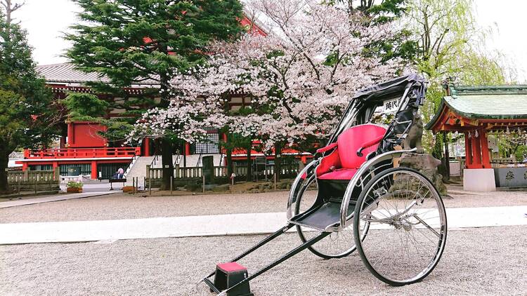 Asakusa and Sumida Ohanami Rickshaw Ride