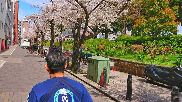 Asakusa and Sumida Ohanami Rickshaw Ride