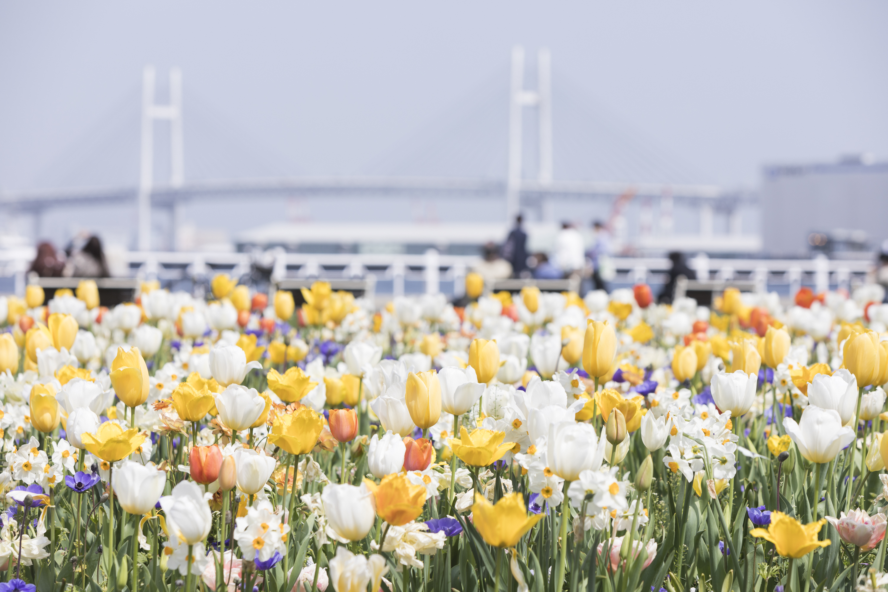 See All The Spring Flowers In Bloom At Garden Necklace Yokohama For Free