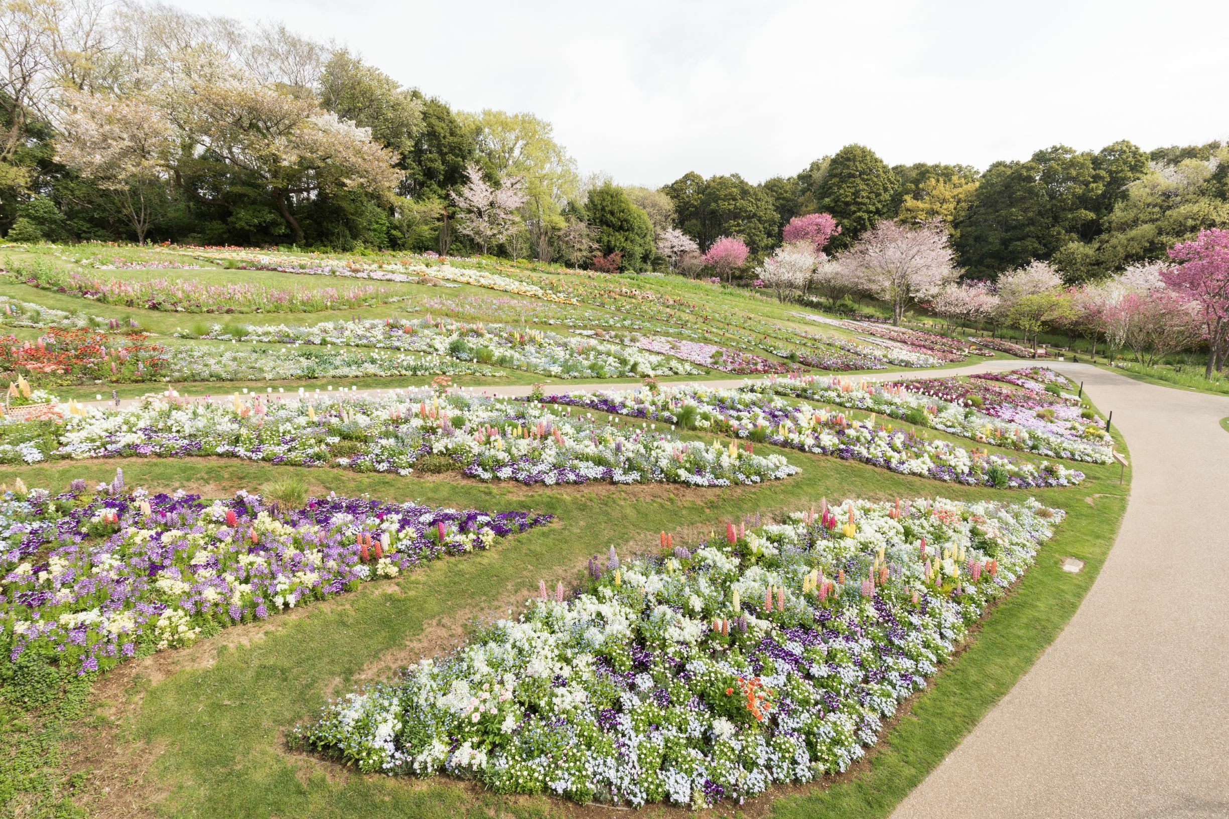 See All The Spring Flowers In Bloom At Garden Necklace Yokohama For Free
