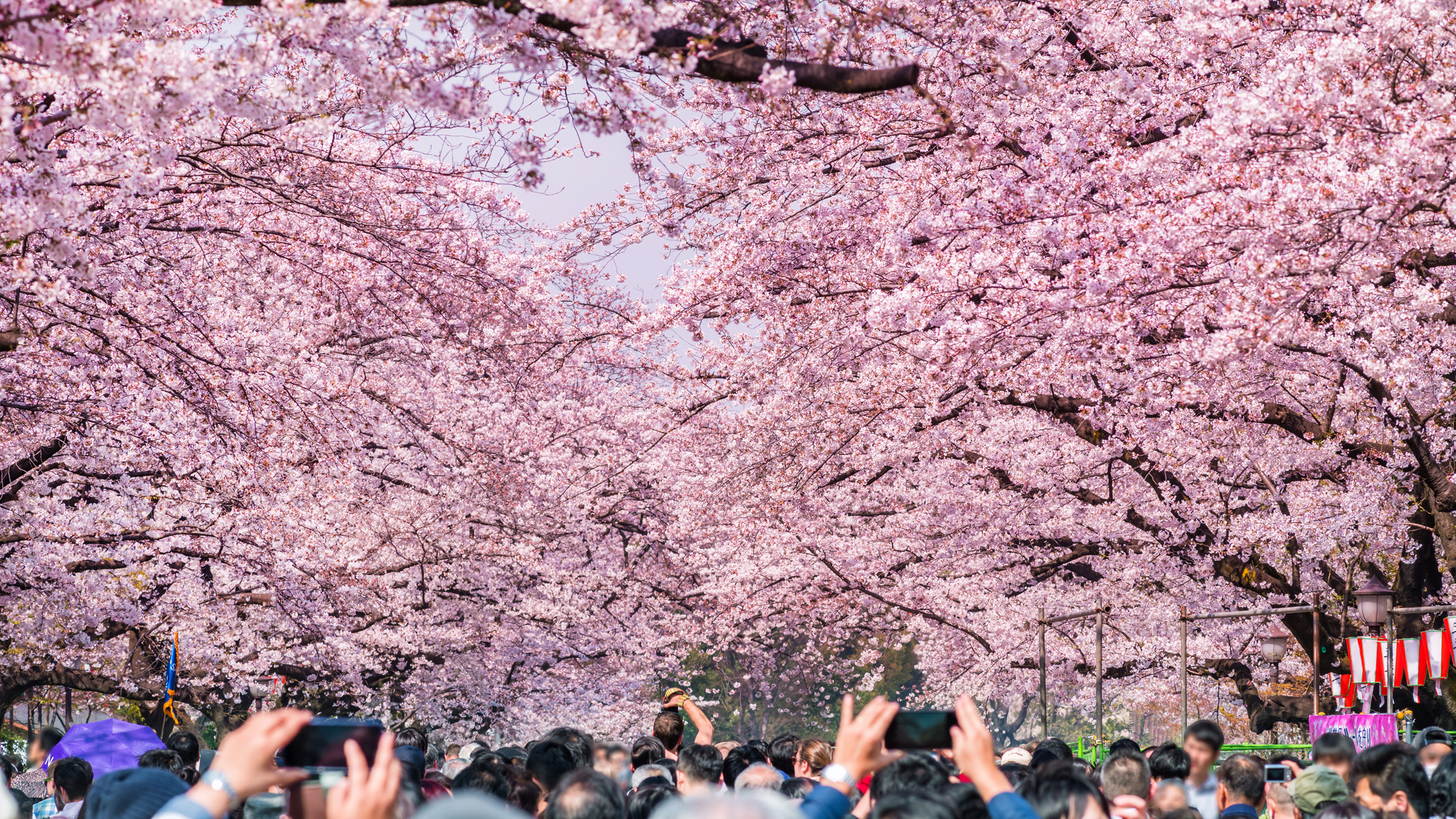 Tokyo Weather: from Spring Cherry Blossoms in March to November