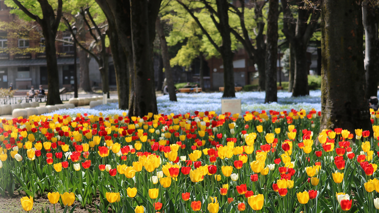 Hibiya Blossom