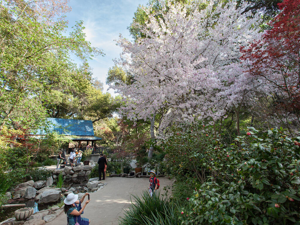 Where to See Cherry Blossoms in Los Angeles 2024