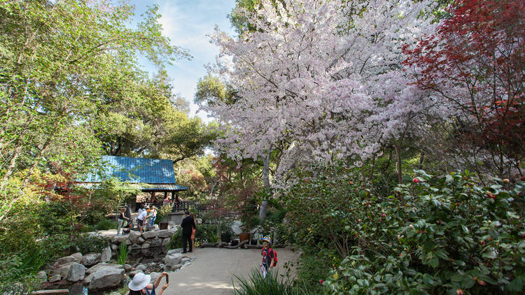 Descanso Gardens