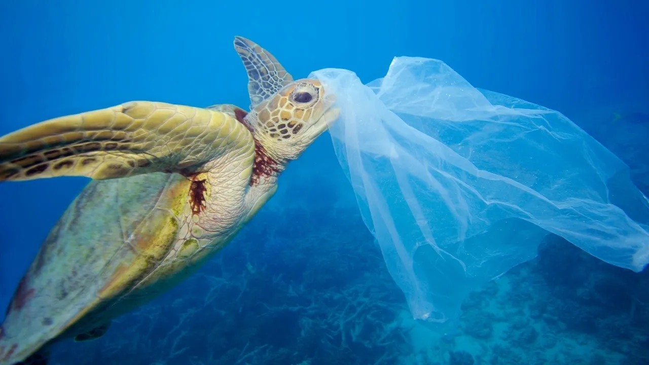 Turtle eating plastic bag