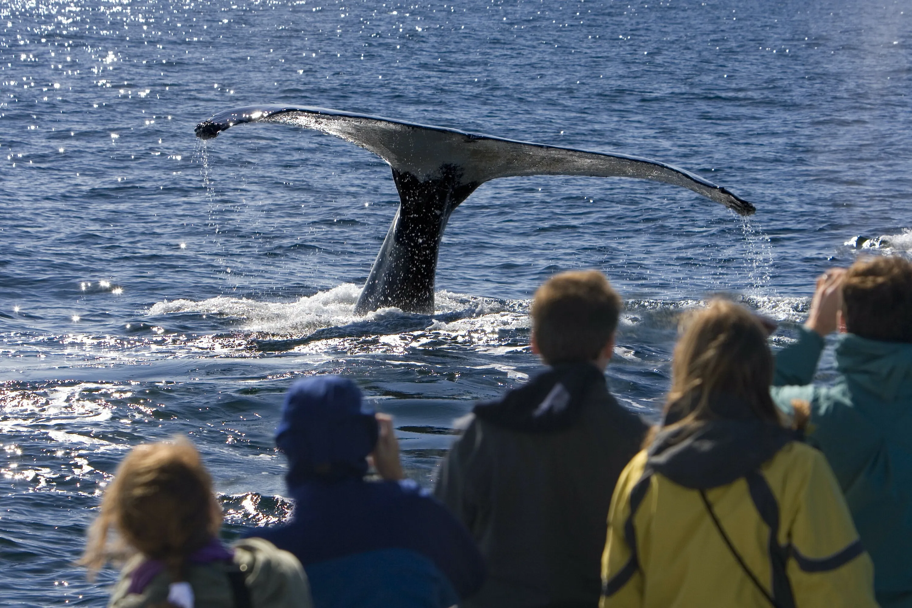People watching whale