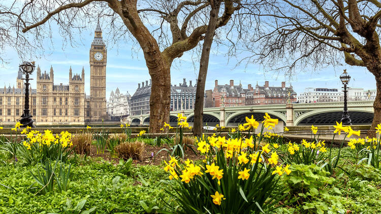 Daffodils in front of Big Ben