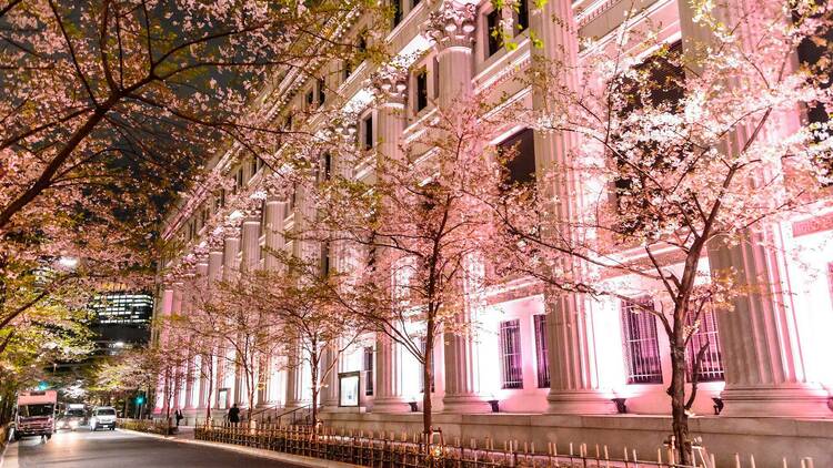 Sakura Fes Nihonbashi