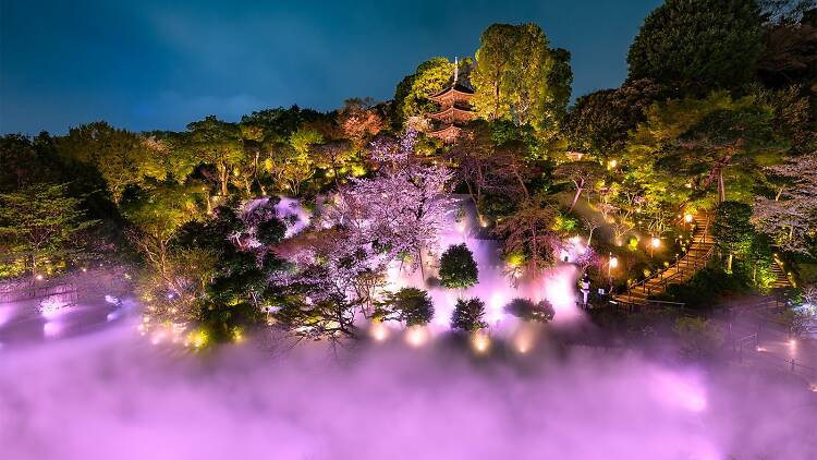 Night Sakura Sea of Clouds at Hotel Chinzanso Tokyo